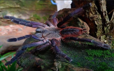 Ornithoctoninae sp. Phan Cay Red Tarantula